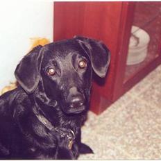 Labrador retriever Lupo #død#