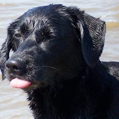 Labrador retriever Molly