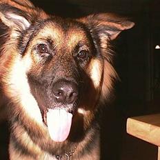 Blanding af racer Kasha