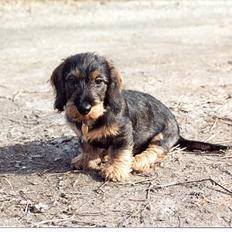 Gravhund Hodja's Zeus