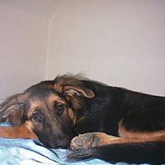 Blanding af racer Kasha