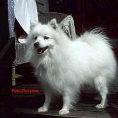 Japansk spids Chiki´s Miko