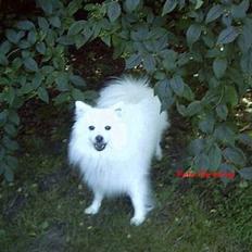 Japansk spids Chiki´s Miko