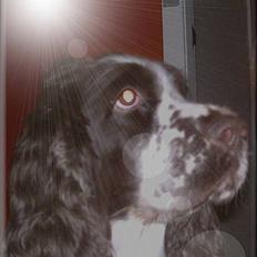 Engelsk springer spaniel bonnie