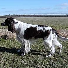 Engelsk springer spaniel bonnie