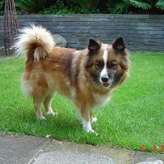 Islandsk fårehund Eyja