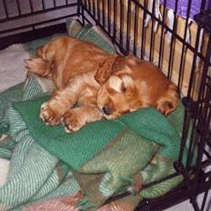 Cocker spaniel Silke