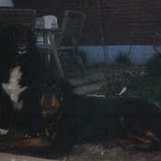 Blanding af racer Sussi