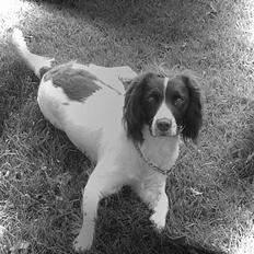 Field spaniel Jolly