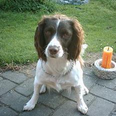 Field spaniel Jolly