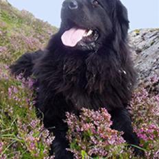 Newfoundlænder Tasha *R.I.P*