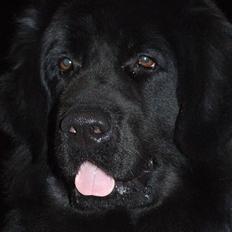 Newfoundlænder Tasha *R.I.P*