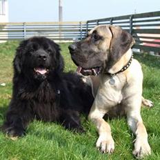 Newfoundlænder Tasha *R.I.P*