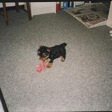 Yorkshire terrier Tarzan