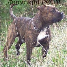 Amerikansk staffordshire terrier Buggi