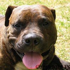 Amerikansk staffordshire terrier Buggi