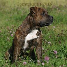 Amerikansk staffordshire terrier Buggi