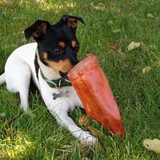 Dansk svensk gaardhund sille himmelhund