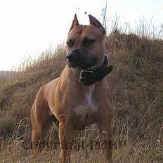 Amerikansk staffordshire terrier Sille - Hvil i fred -