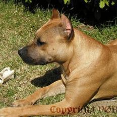 Amerikansk staffordshire terrier Sille - Hvil i fred -