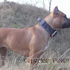 Amerikansk staffordshire terrier Sille - Hvil i fred -