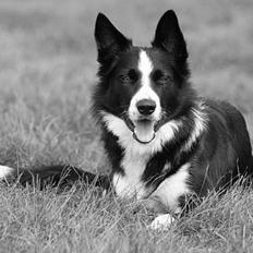 Border collie Indiana Jones "Indi" - RIP