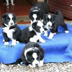 Border collie Indiana Jones "Indi" - RIP