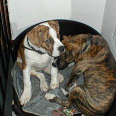 Amerikansk bulldog Chico