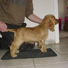 Cocker spaniel Kenzo