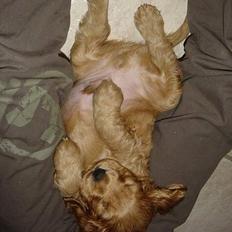 Cocker spaniel Kenzo