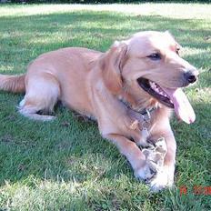 Golden retriever Nikki