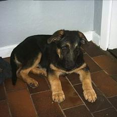 Schæferhund trille *aflivet* :-(