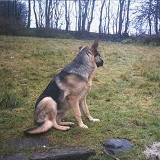 Schæferhund trille *aflivet* :-(