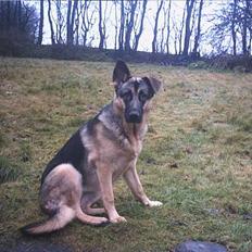 Schæferhund trille *aflivet* :-(
