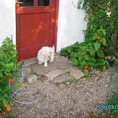 Blanding af racer perle {R.I.P min <3 :'(}