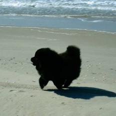 Chow chow Balder/ Incipit Que Feliz