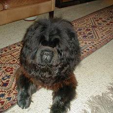 Chow chow Samson