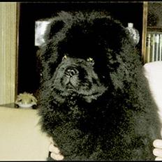 Chow chow Samson