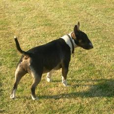 Bullterrier miniature   tazz