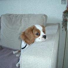 Cavalier king charles spaniel Tulle