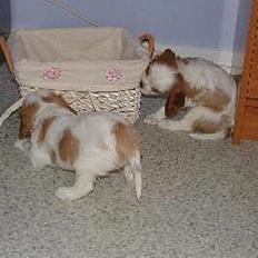 Cavalier king charles spaniel Tulle