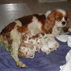 Cavalier king charles spaniel Tulle