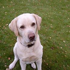 Labrador retriever Meeko