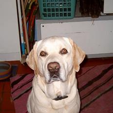 Labrador retriever Meeko