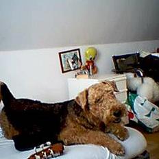 Airedale terrier monty