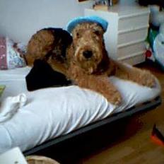 Airedale terrier monty