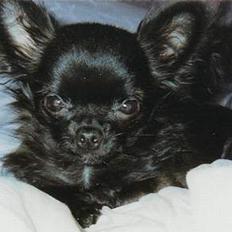 Chihuahua Gizmo (død)