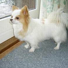 Chihuahua Puma (død)