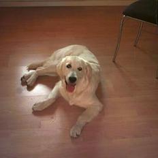 Golden retriever Mille