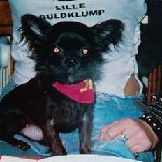 Chihuahua Gizmo (død)